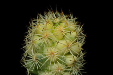 Close up detail side view of mammillaria Schumanii variegata. Isolated on black background