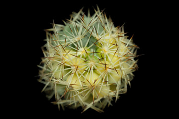 Close up detail top view of mammillaria Schumanii variegata. Isolated on black background