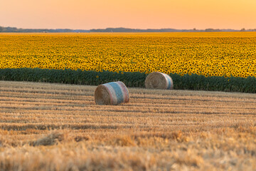 Stubble field with straw bales in the field. AI generated image.