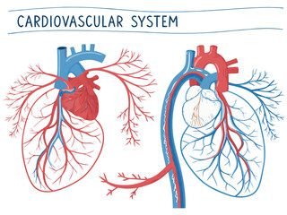Hand-drawn vintage vector illustration of human heart anatomy, perfect for a unique love icon design or medical symbol