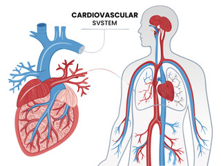 Human heart anatomy vector icon set design concept illustration