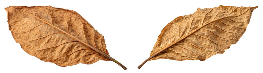 Tobacco Leaf 
