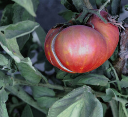 Natural pink tomatoes on the bush, grown in the garden without the use of chemicals, 100% natural...