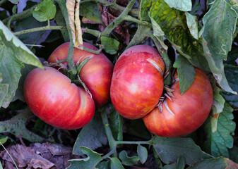 Natural pink tomatoes on the bush, grown in the garden without the use of chemicals, 100% natural...