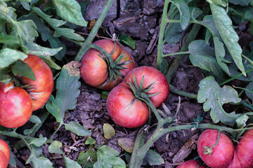 Natural pink tomatoes on the bush, grown in the garden without the use of chemicals, 100% natural...
