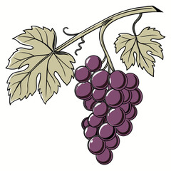 Obraz premium A vector illustration of a bunch of grapes