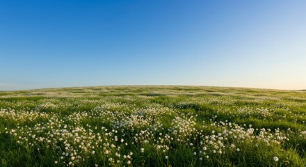 Obraz premium Wide grassy field with wildflowers