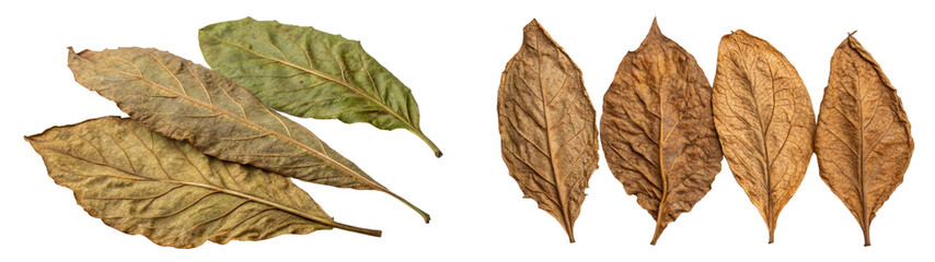Dried Tobacco Leaves Ready for Curing