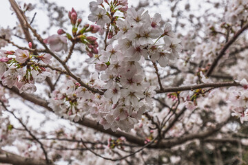 Close-up of delicate cherry blossoms in full bloom.  Soft pink and white petals contrast against...