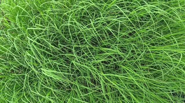 Doob, Durva Grass, sacred grass, Bermuda grass is considered a sacred plant in India. It is religious for Hindus as they worship Lord Ganesha with durva grass.