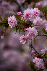 pink cherry blossom in spring