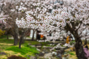 Close-up of delicate cherry blossoms in full bloom.  Soft focus background showcases a serene Japanese garden scene. Perfect for spring themes and nature imagery.