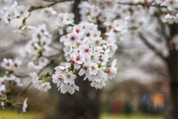 Close-up of delicate cherry blossoms in full bloom.  Pink and white petals create a stunning floral display. Perfect for spring themes and nature backgrounds.