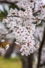 Close-up of delicate cherry blossoms in full bloom.  Soft pink and white petals create a stunning...