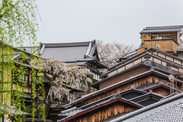 Traditional Japanese houses with intricate roofs and cherry blossoms in Kyoto, Japan.  A tranquil...