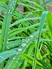 Obraz premium The rainy season is my favorite season.