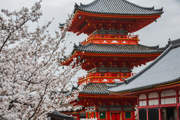 Naklejka premium Stunning view of To-ji Temple's pagoda in Kyoto, Japan, adorned with vibrant cherry blossoms. Ancient architecture meets spring's beauty.