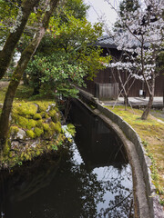 Serene Japanese garden scene featuring a moss-covered stone wall, tranquil water channel reflecting...