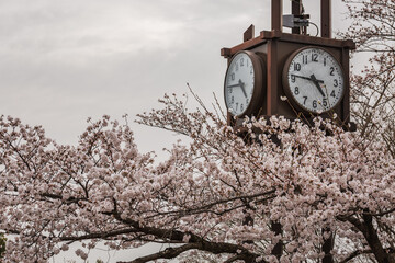 A classic clock tower stands elegantly beneath a canopy of delicate cherry blossoms. The soft pink...