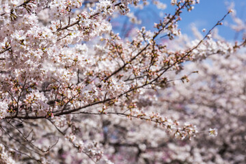 Close-up of delicate cherry blossoms in full bloom.  The image showcases the intricate details of...