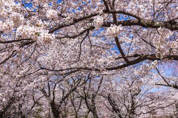 Stunning view of cherry blossoms in full bloom under a vibrant blue sky.  A breathtaking springtime...
