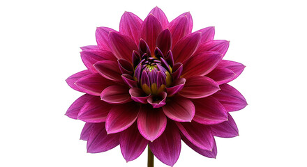 Beautiful close up of a dahlia flower with vibrant pink petals and a yellow center isolated image shot