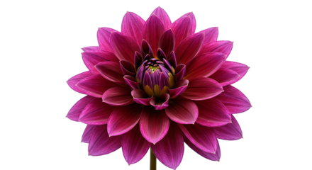 Beautiful close up of a dahlia flower with vibrant pink petals and a yellow center isolated image shot