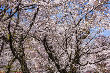 Cherry blossom trees in full bloom create a breathtaking spectacle.  The delicate pink and white...