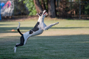 Dog looking up to catch a disk in the air