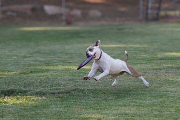White pitbull catching a purple disk