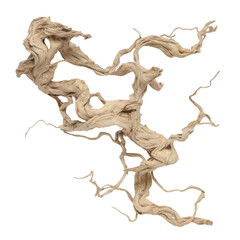 Obraz premium jungle vine cuttings with cracked bark and curled dry tips isolated on transparent background