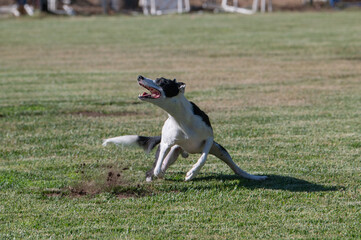 Mixed breed dog kicking up dirt on the grass