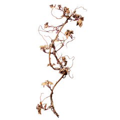 realistic old jungle vines with curled and splintered ends isolated on transparent background