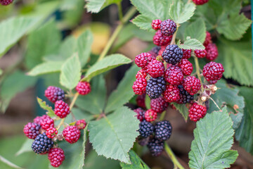 Close-up of ripe and unripe blackberries growing on a blackberry bush, showing a vibrant transition from red to deep black as they reach full ripeness, concept of a bountiful harvest