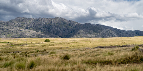 Fototapeta premium Tree in a grass field with mountains in the background