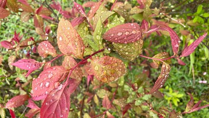 Rain-Kissed Red and Green Leaves – Natural Texture Background