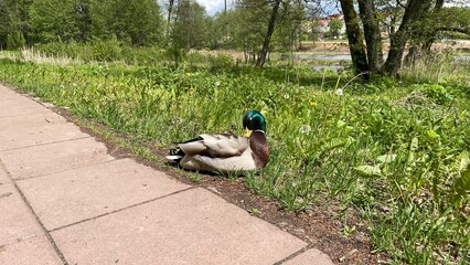 duck in the water 
beautiful turquoise head huge orange beak and thick plumage