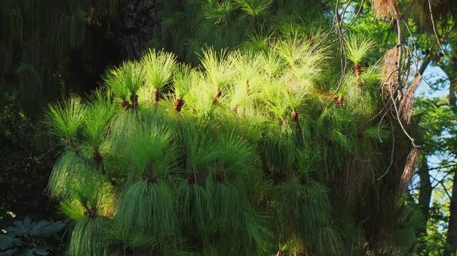 Detailed view of green longleaf pine needles with cones, lit by sunlight in the Athens National Garden, Greece. No people, soft background blur enhances depth and natural beauty.