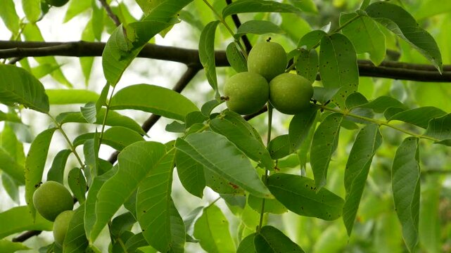 walnut tree