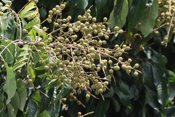 longan fruit