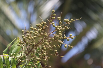 longan fruit