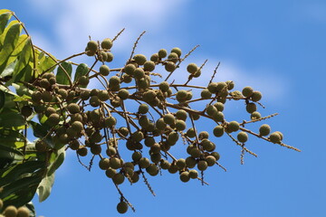 longan fruit