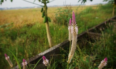 Boroco (Celosia argentea), close up of Boroco (Celosia argentea) flower with pink color at the tip