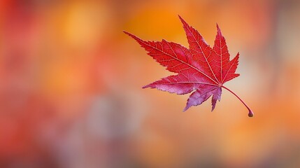 Crimson Maple Leaf Floating Against a Warm Autumnal Hued Background
