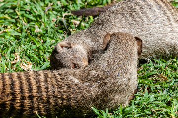 A group of Banded Mongoose -Mungos mungo- being caring an playful on a lawn in Northern Namibia.