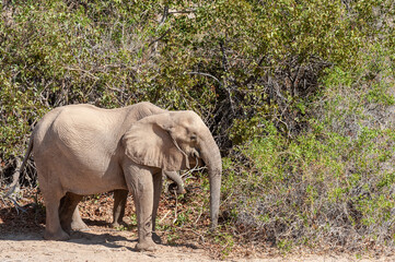 Encounter with a Desert Elphant in Northern Namibia.