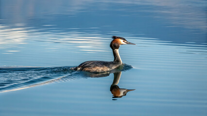 Grebe swimming in reflective glassy lake