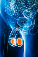 X-ray anterior or front view of human testicles or testes 3D rendering illustration with body contours. Anatomy, organ of male reproductive system, medical, biology, healthcare concepts.