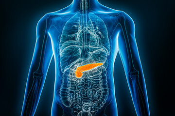 X-ray anterior or front view of human pancreas 3D rendering illustration with male body contours. Anatomy, organ of digestive system, medical, biology, science, healthcare concepts.