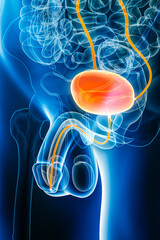 X-ray anterior or front view of human urethra and bladder 3D rendering illustration with body contours. Anatomy, organs of male urinary system, medical, biology, healthcare concepts.